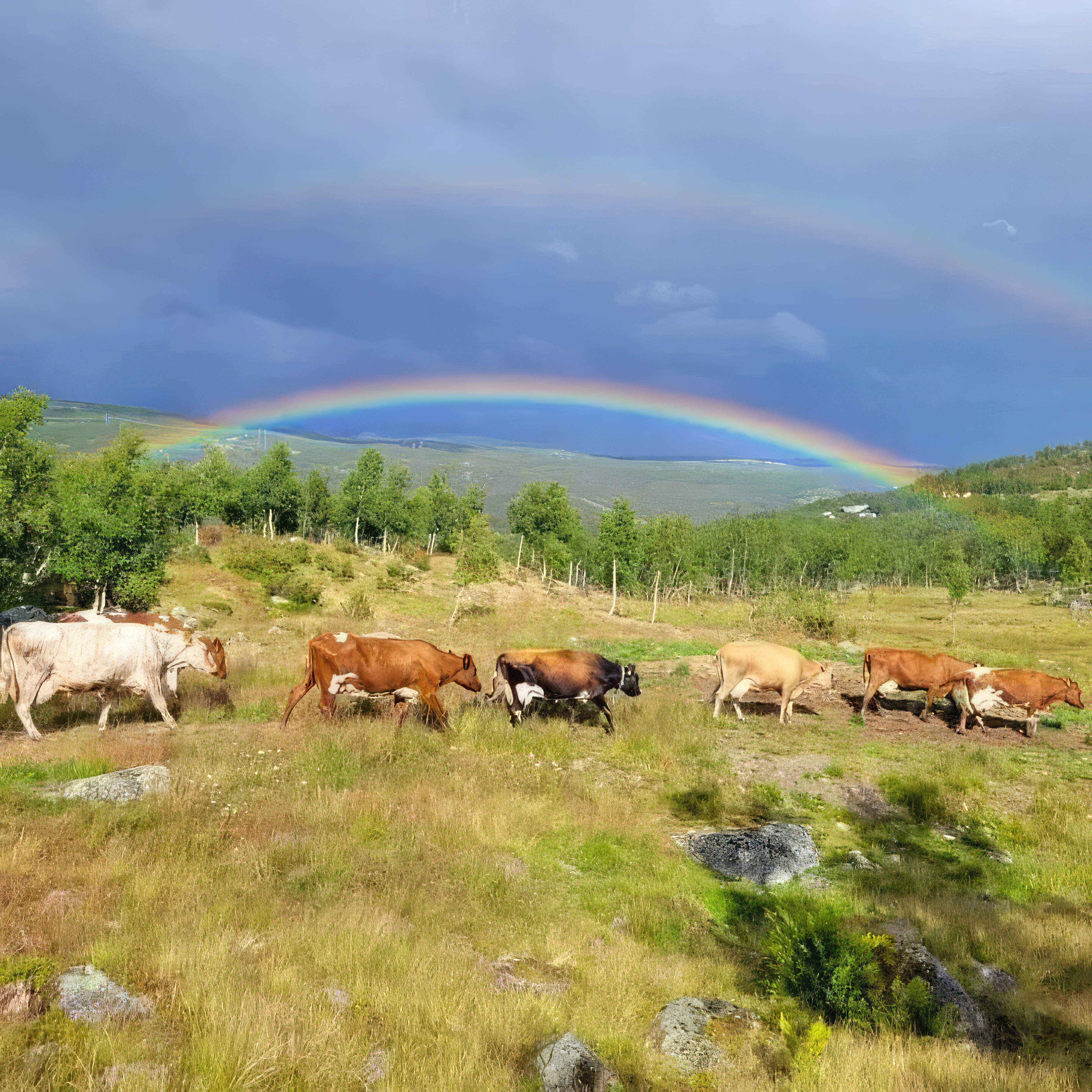 Gurostølen